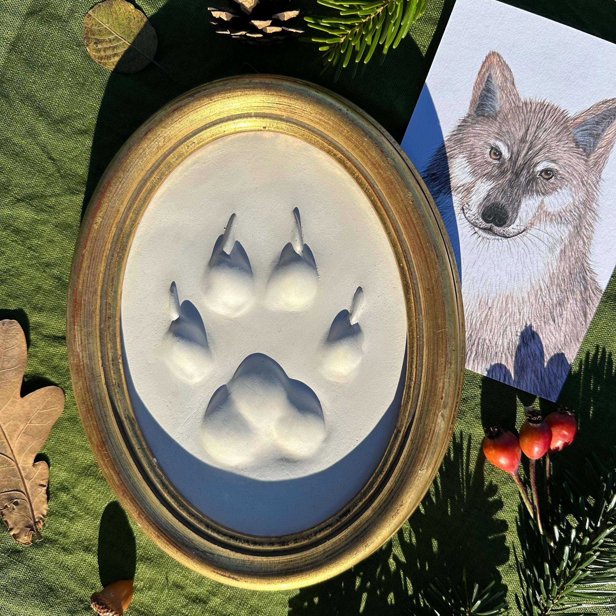 Gipsabguss einer Wolfsspur gerahmt in einem ovalen Goldrahmen