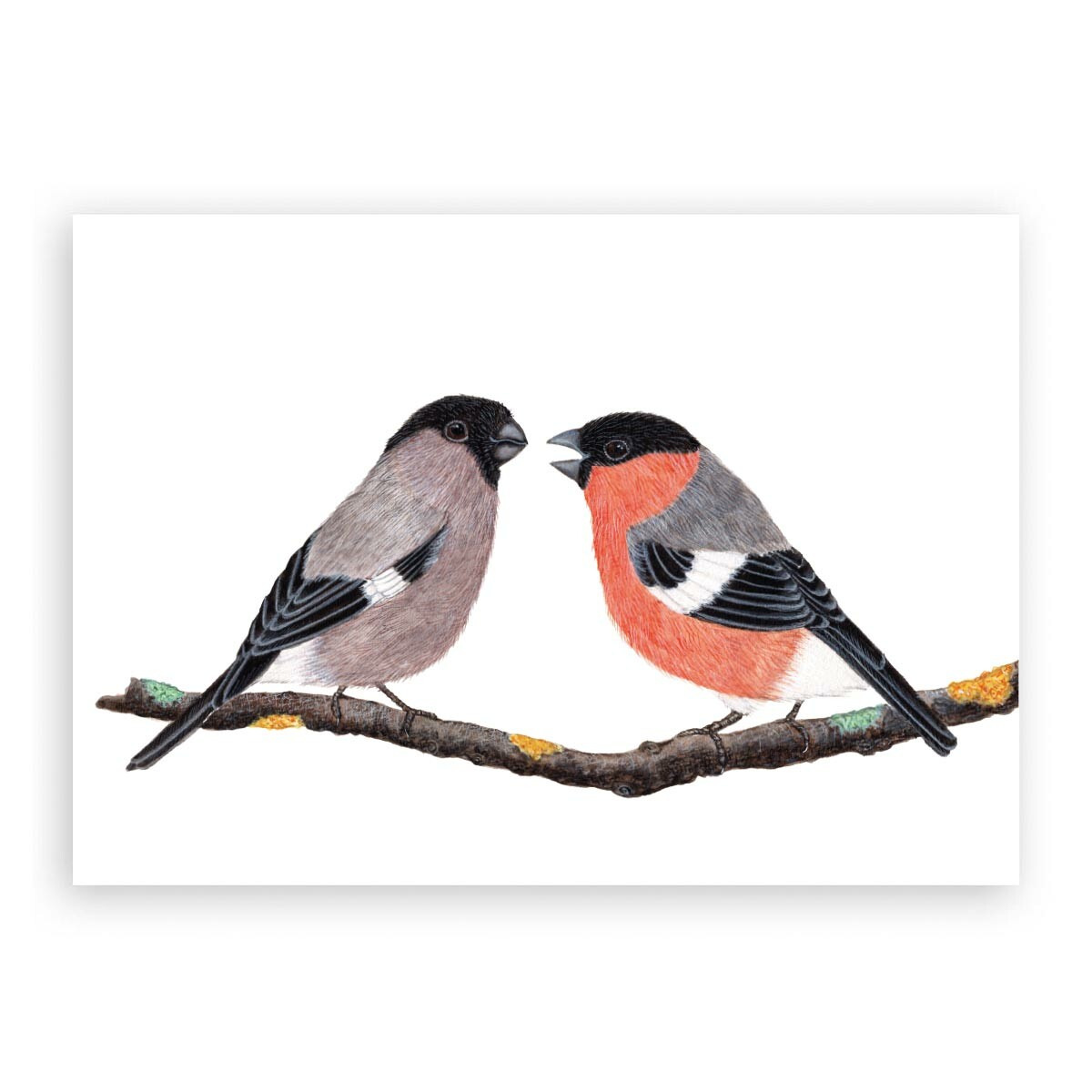 Illustration zweier Gimpel sitzend auf einem Ast